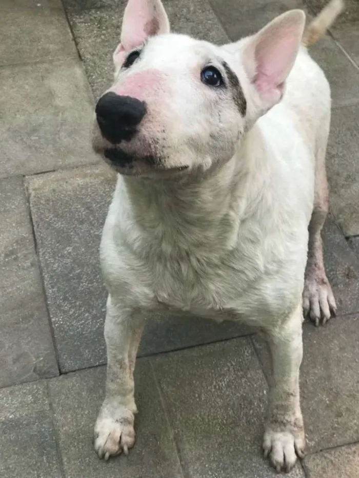 Cachorro ra a Bull terrier idade 6 ou mais anos nome Gaya
