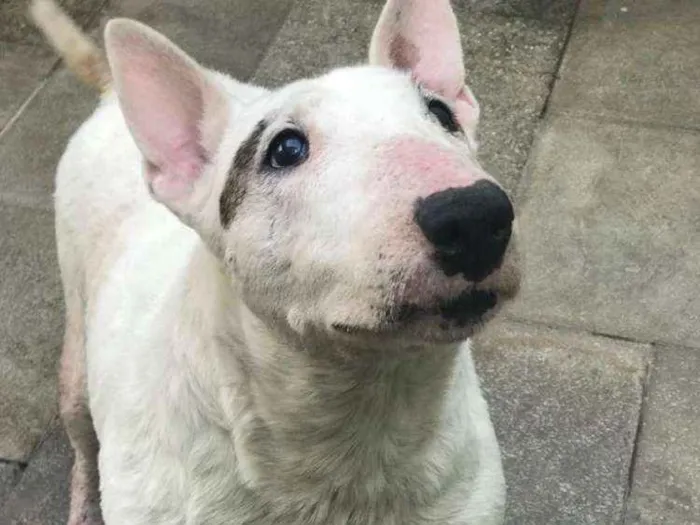 Cachorro ra a Bull terrier idade 6 ou mais anos nome Gaya