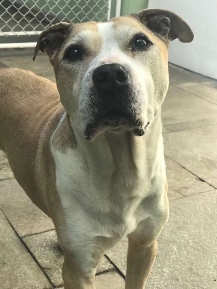 Cachorro raça Pit bull idade 6 ou mais anos nome Pedrinho