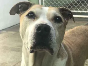 Cachorro raça Pit bull idade 6 ou mais anos nome Pedrinho