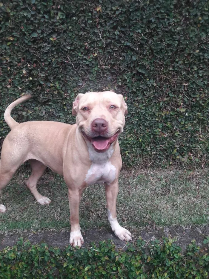 Cachorro raça Pit bull idade 3 anos nome Leona