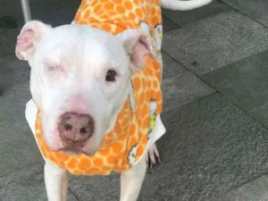 Cachorro raça Pit bull idade 6 ou mais anos nome Paloma