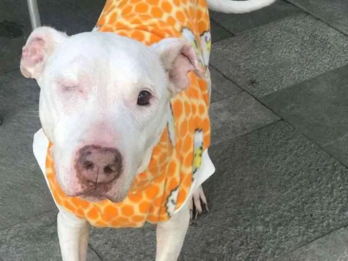 Cachorro ra a Pit bull idade 6 ou mais anos nome Paloma