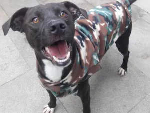 Cachorro raça Pit bull idade 1 ano nome Bob