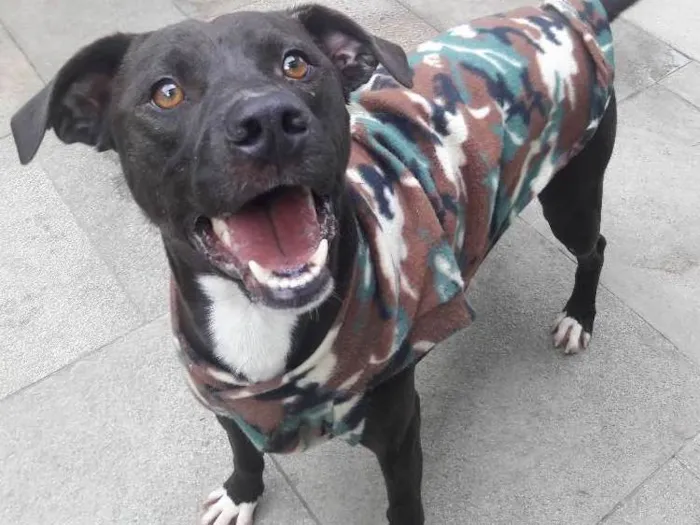 Cachorro ra a Pit bull idade 1 ano nome Bob