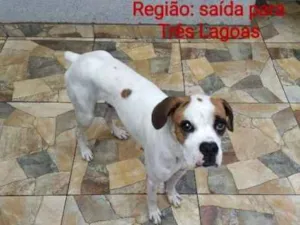 Cachorro raça Boxer idade 2 anos nome Baruk
