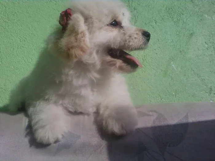 Cachorro ra a Poodle idade 5 anos nome Lupita