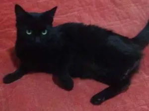 Gato raça Perca com siamês idade 1 ano nome Hastag