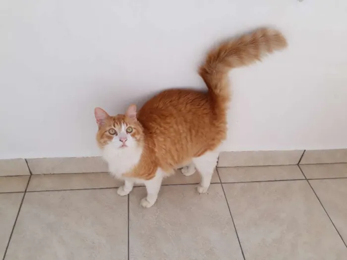 Gato raça Indefinida idade 6 ou mais anos nome Leo