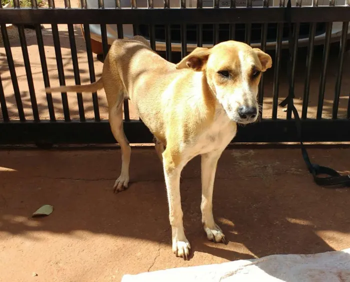 Cachorro ra a SRD idade 7 a 11 meses nome Mel