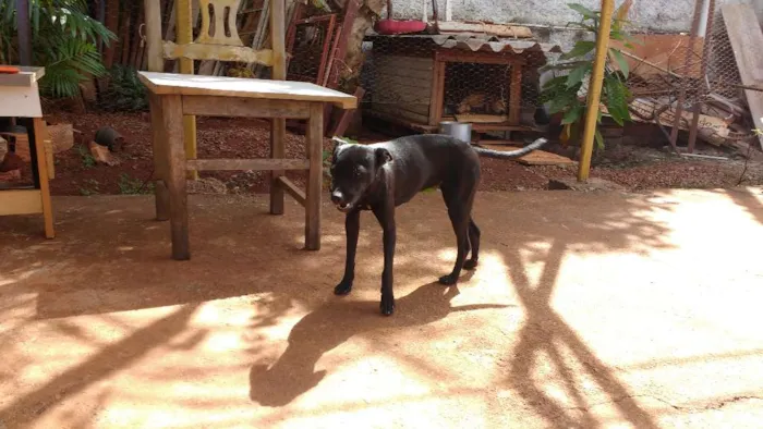Cachorro ra a SRD idade 7 a 11 meses nome Mel