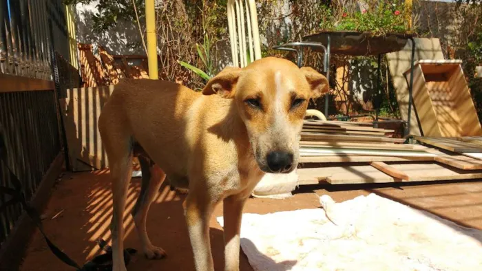 Cachorro ra a SRD idade 7 a 11 meses nome Mel