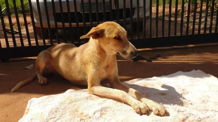 Cachorro ra a SRD idade 7 a 11 meses nome Mel