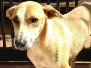 Cachorro raça SRD idade 7 a 11 meses nome Mel