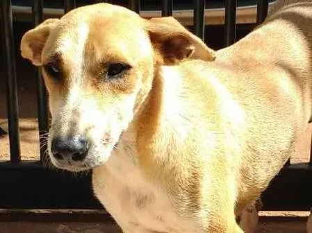 Cachorro ra a SRD idade 7 a 11 meses nome Mel