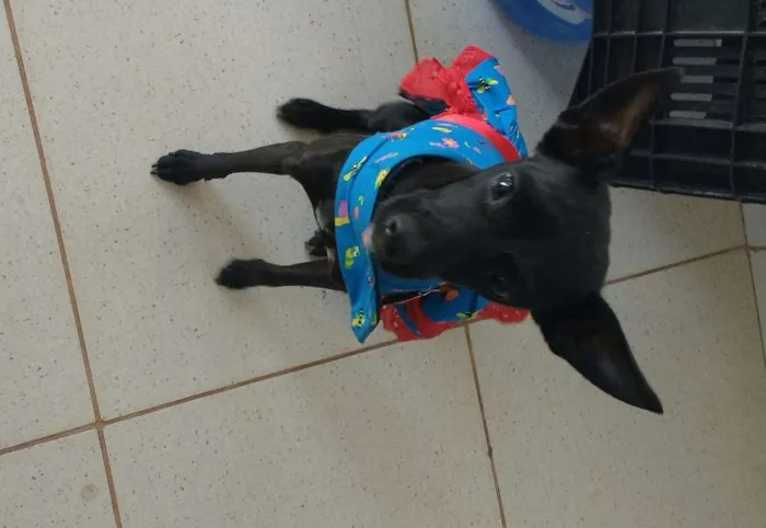 Cachorro ra a SRD idade 7 a 11 meses nome Neguinha