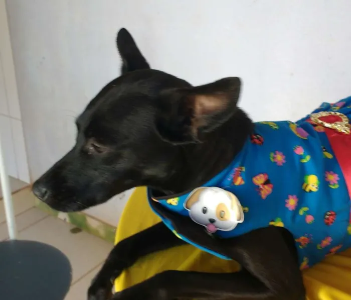 Cachorro ra a SRD idade 7 a 11 meses nome Neguinha