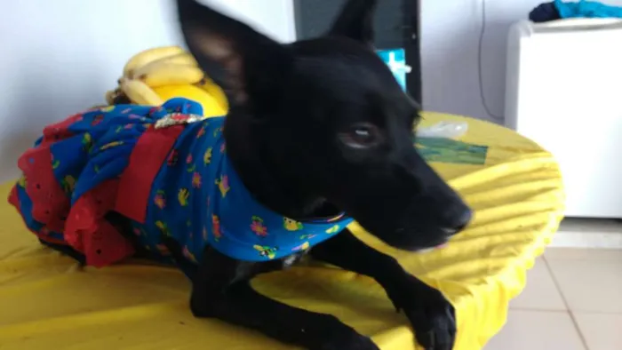 Cachorro ra a SRD idade 7 a 11 meses nome Neguinha