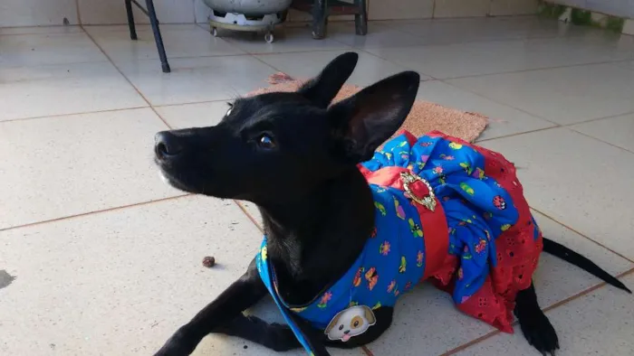 Cachorro ra a SRD idade 7 a 11 meses nome Neguinha