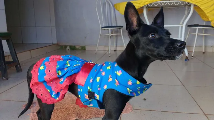 Cachorro ra a SRD idade 7 a 11 meses nome Neguinha