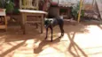 Neguinha