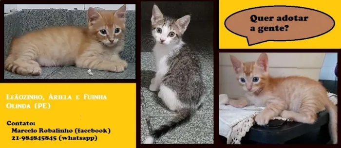 Gato ra a SRD idade Abaixo de 2 meses nome Leãozinho/Ariela/Fui
