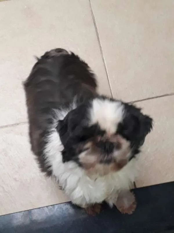 Cachorro raça Shihtzu idade 5 anos nome REX