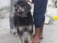 Bob