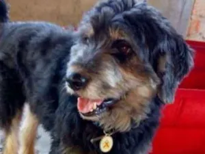 Cachorro raça Mestiço Shep Dog idade 2 anos nome Bob