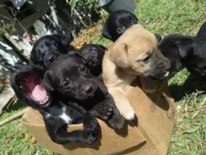 Cachorro raça SRD idade 2 a 6 meses nome sem nome