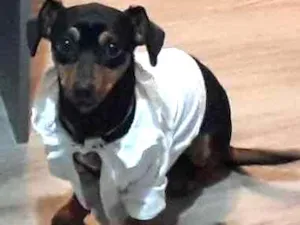 Cachorro raça  idade 7 a 11 meses nome Nutella