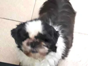 Cachorro raça Shihtzu idade 5 anos nome REX