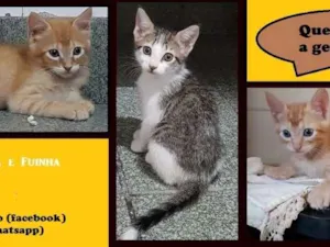 Gato raça SRD idade Abaixo de 2 meses nome Leãozinho/Ariela/Fui