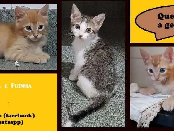 Gato ra a SRD idade Abaixo de 2 meses nome Leãozinho/Ariela/Fui