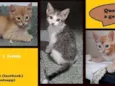 Leãozinho/Ariela/Fui