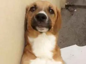 Cachorro raça  idade 2 a 6 meses nome Scooby