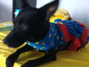 Cachorro raça SRD idade 7 a 11 meses nome Neguinha