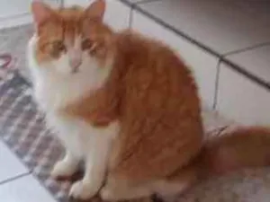 Gato raça Indefinida idade 6 ou mais anos nome Leo