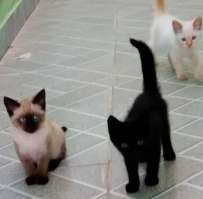 Gato ra a Diversos idade 2 a 6 meses nome Diversos 