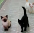 Diversos