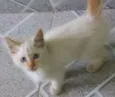 Diversos