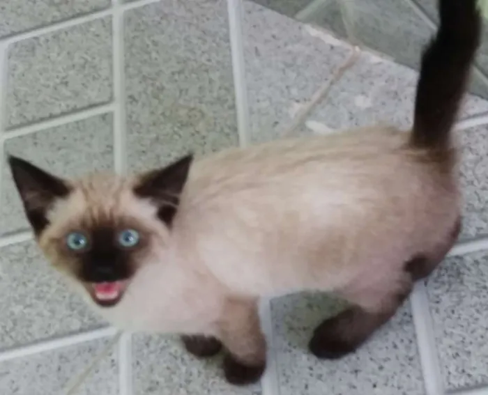 Gato ra a Diversos idade 2 a 6 meses nome Diversos 