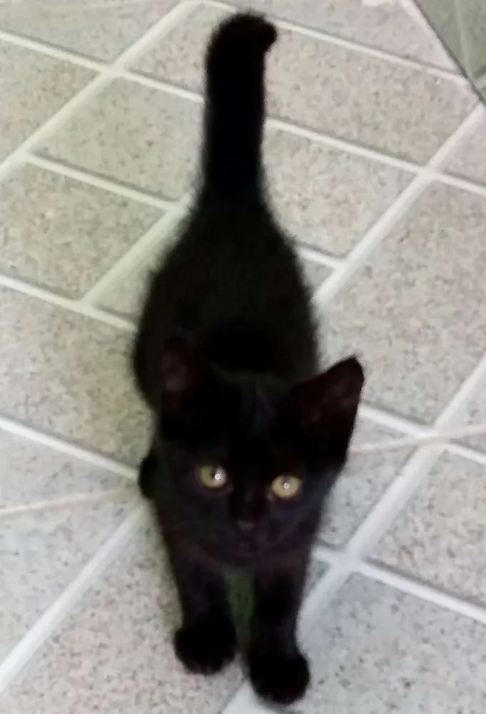 Gato ra a Diversos idade 2 a 6 meses nome Diversos 