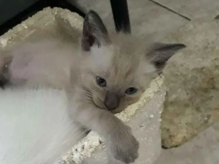 Gato ra a  idade Abaixo de 2 meses nome Dorothy 