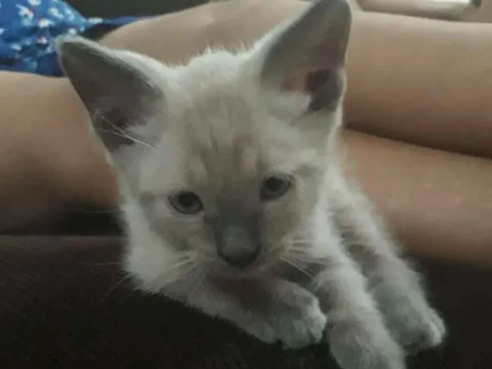 Gato ra a  idade Abaixo de 2 meses nome Dorothy 