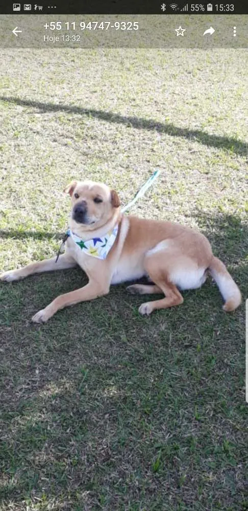 Cachorro raça Sem raça definida  idade 2 anos nome Peco 