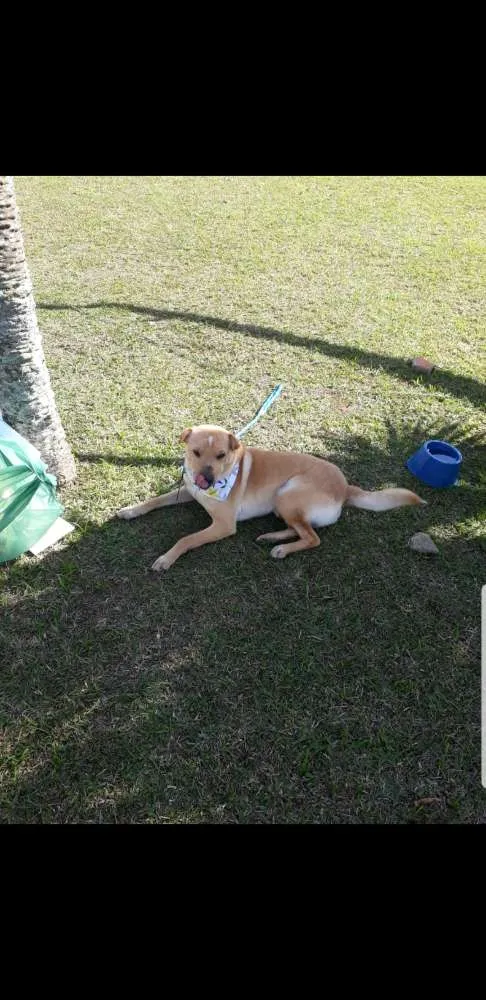 Cachorro raça Sem raça definida  idade 2 anos nome Peco 