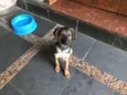 Sapeca