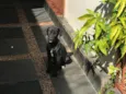 Sapeca
