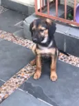 Sapeca